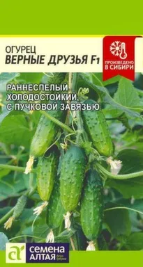 Купить Огурец Верные друзья, Семена Алтая в интернет-магазине Akvilon.kz