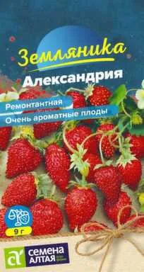Купить Ягода Земляника Александрия ремонтантная 0,03 гр, Семена Алтая в интернет-магазине Akvilon.kz