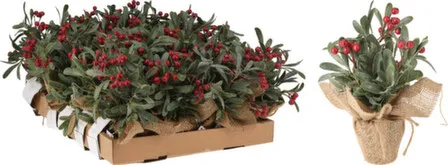 Купить Растение искусственное в горшке, высота 28 см, Koopman в интернет-магазине Akvilon.kz