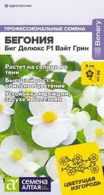 Купить Цветы Бегония Биг Делюкс Вайт грин, Семена Алтая в интернет-магазине Akvilon.kz