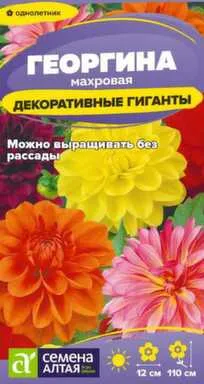 Купить Цветы Георгина Декоративные гиганты 0,2 гр, Семена Алтая в интернет-магазине Akvilon.kz