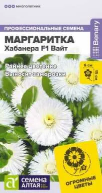 Купить Цветы Маргаритка Хабанера Вайт многолетняя, Семена Алтая в интернет-магазине Akvilon.kz